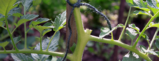 Planting Beefsteak Tomatoes: How To Grow Beefsteak Tomatoes